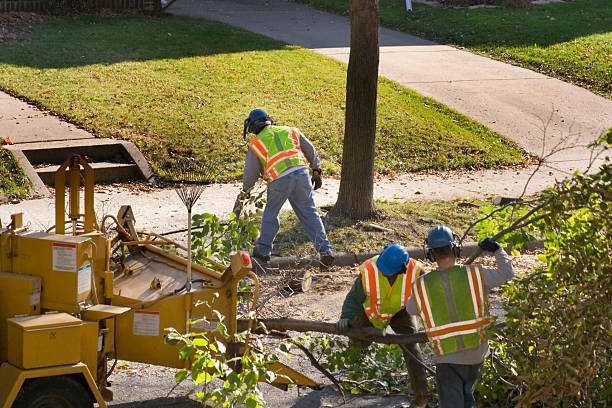 Best Tree Removal  in Tariffville, CT