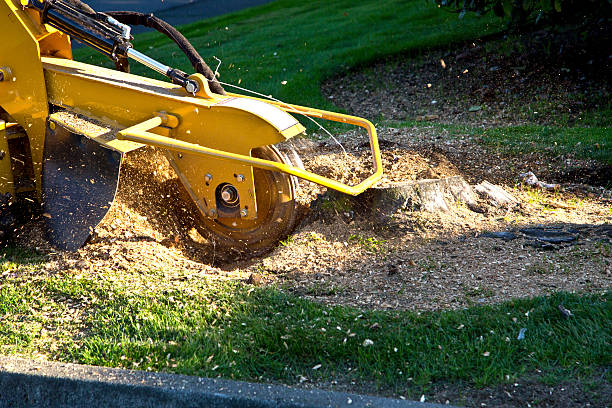 How Our Tree Care Process Works  in  Tariffville, CT